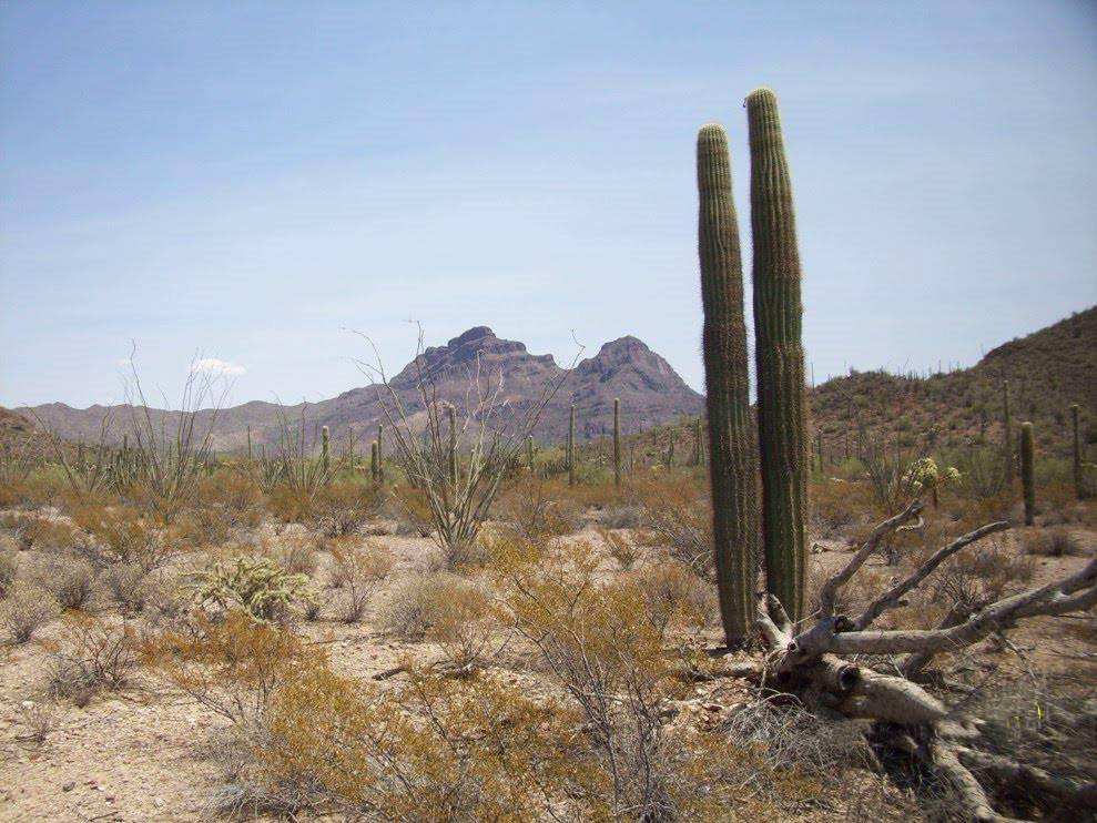 Organ Pipe Cactus National Monument, USA