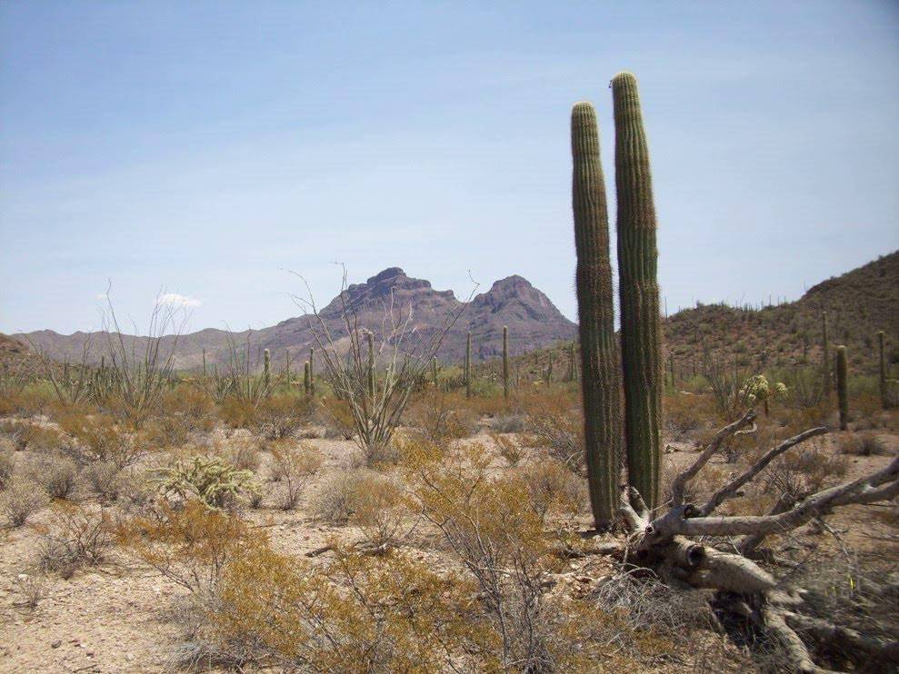Organ Pipe Cactus 