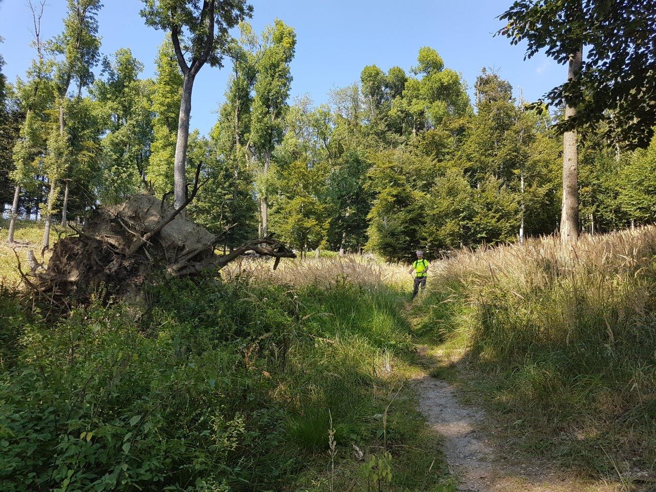 Velka Homola Hike in the Little Carpathians