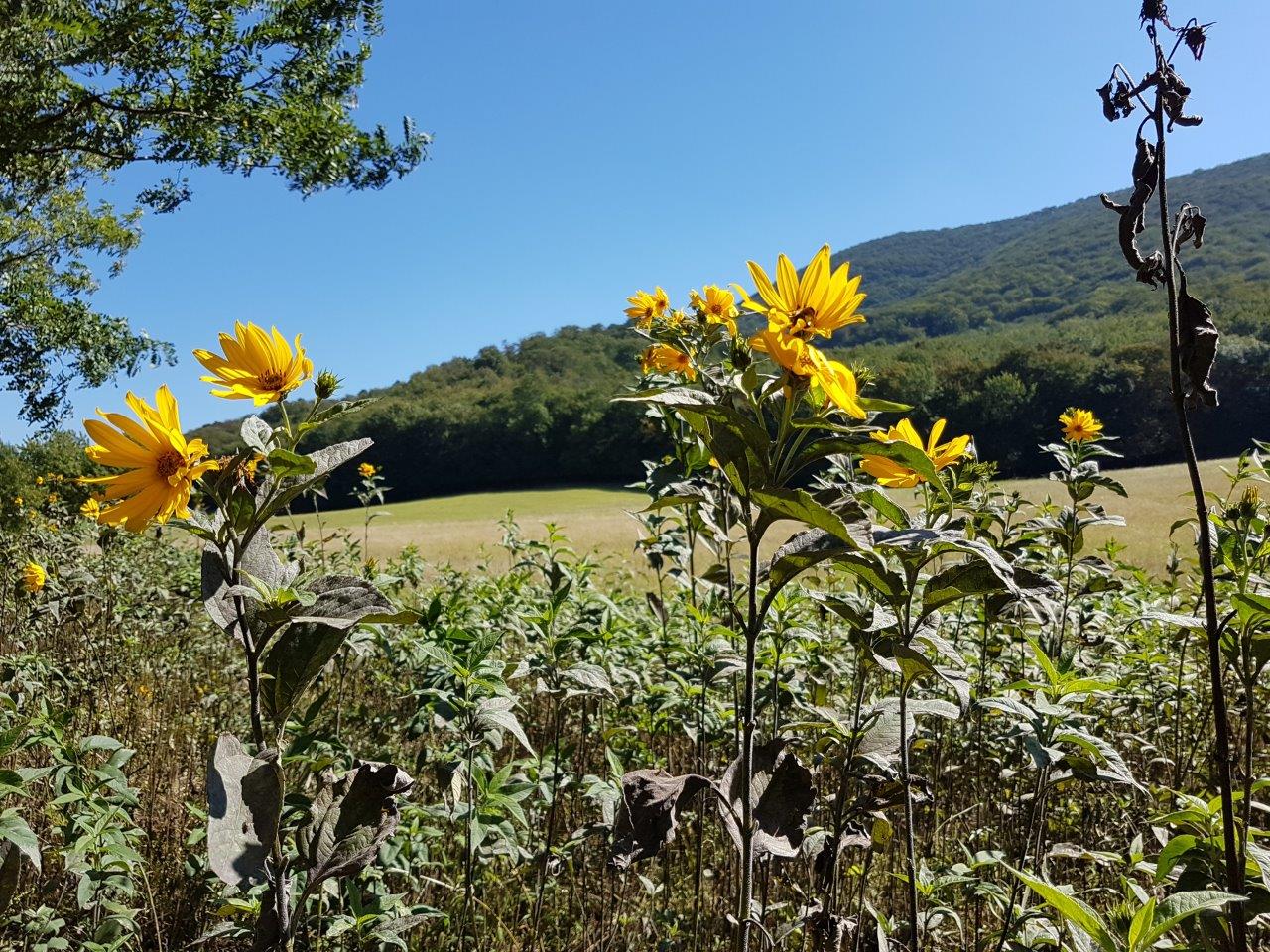 Ascent to Zaruby - the highest peak of the Little Carpathians
