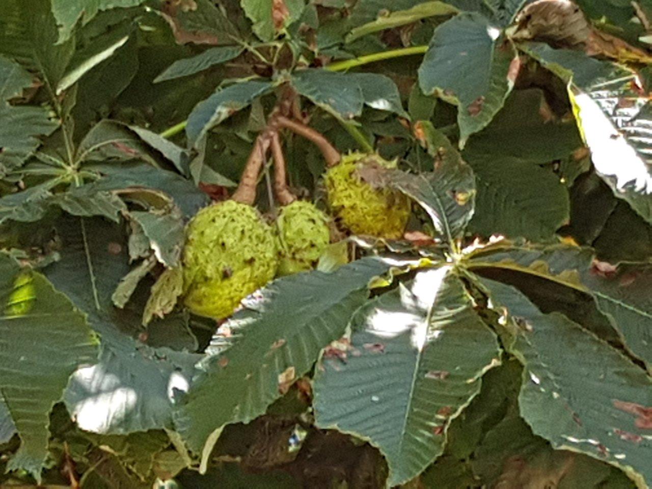 Ascent to Zaruby - the highest peak of the Little Carpathians
