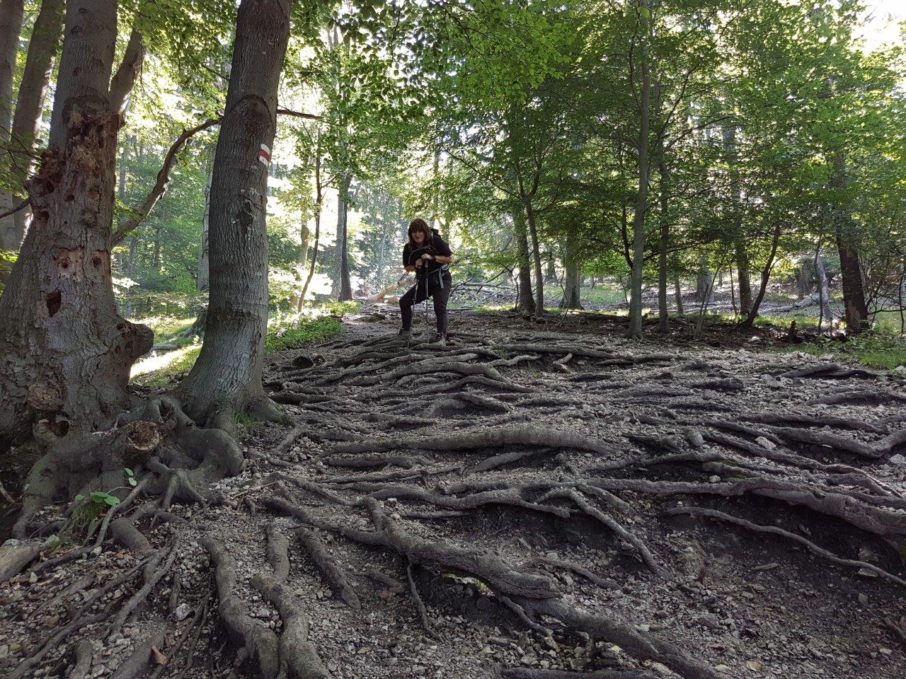 Ascent to Zaruby - the highest peak of the Little Carpathians