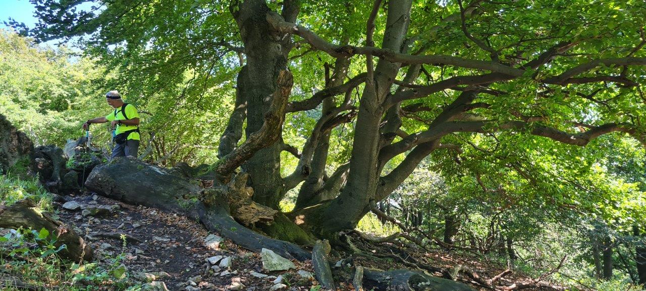 Ascent to Zaruby - the highest peak of the Little Carpathians