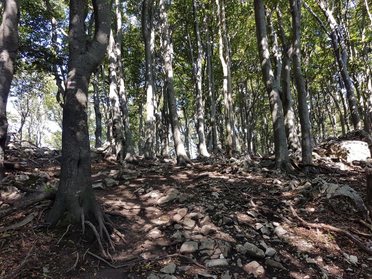 Ascent to Zaruby - the highest peak of the Little Carpathians