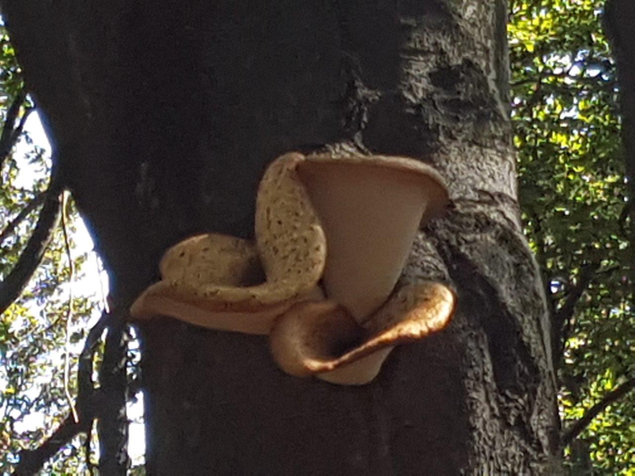 Ascent to Zaruby - the highest peak of the Little Carpathians