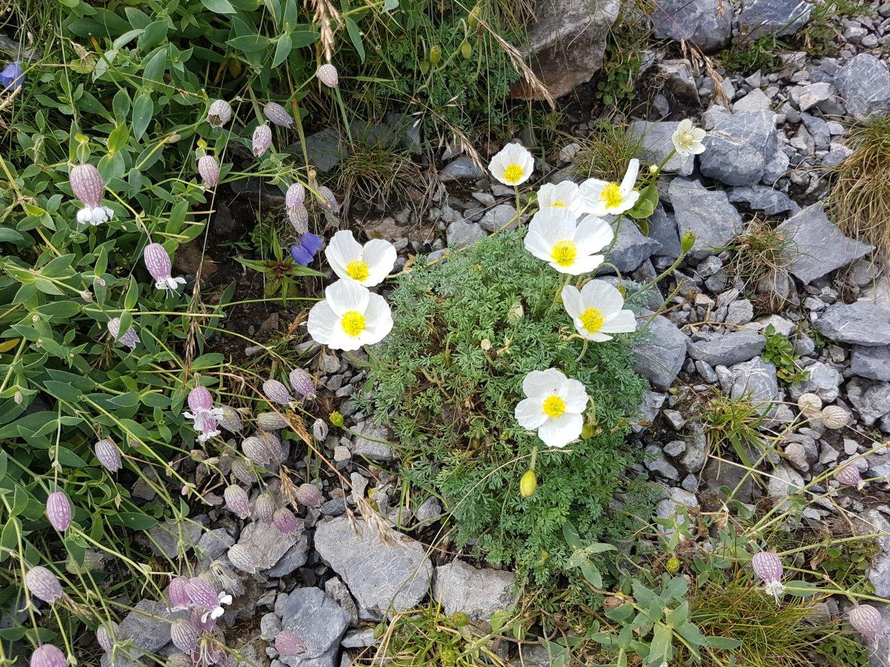 Ascent to the Klosterwappen Peak