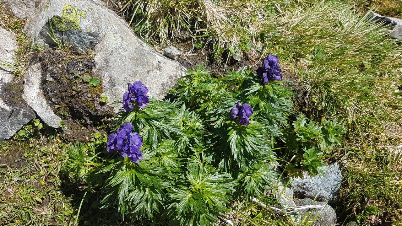 Schwarzhornseen Hike