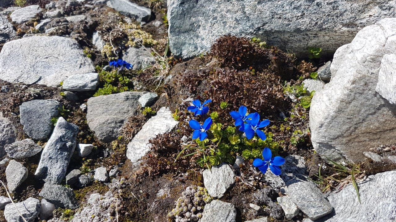 Schwarzhornseen Hike
