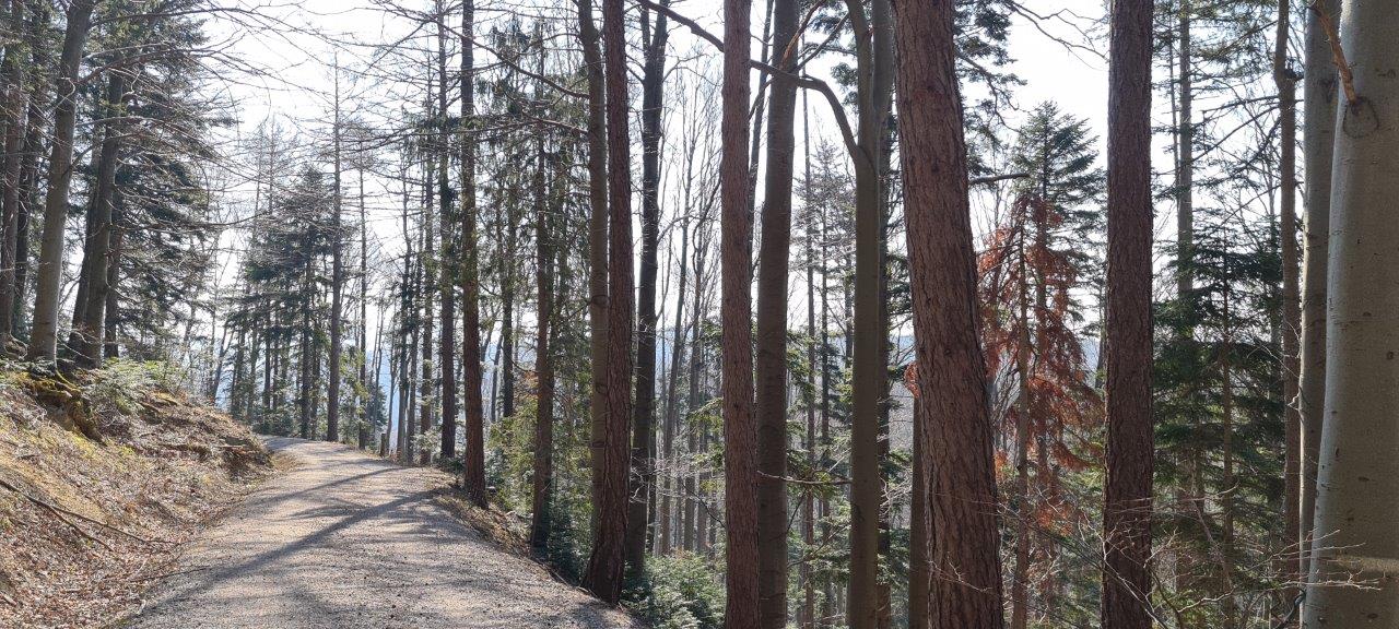 Schöpfl Hike in Vienna Woods