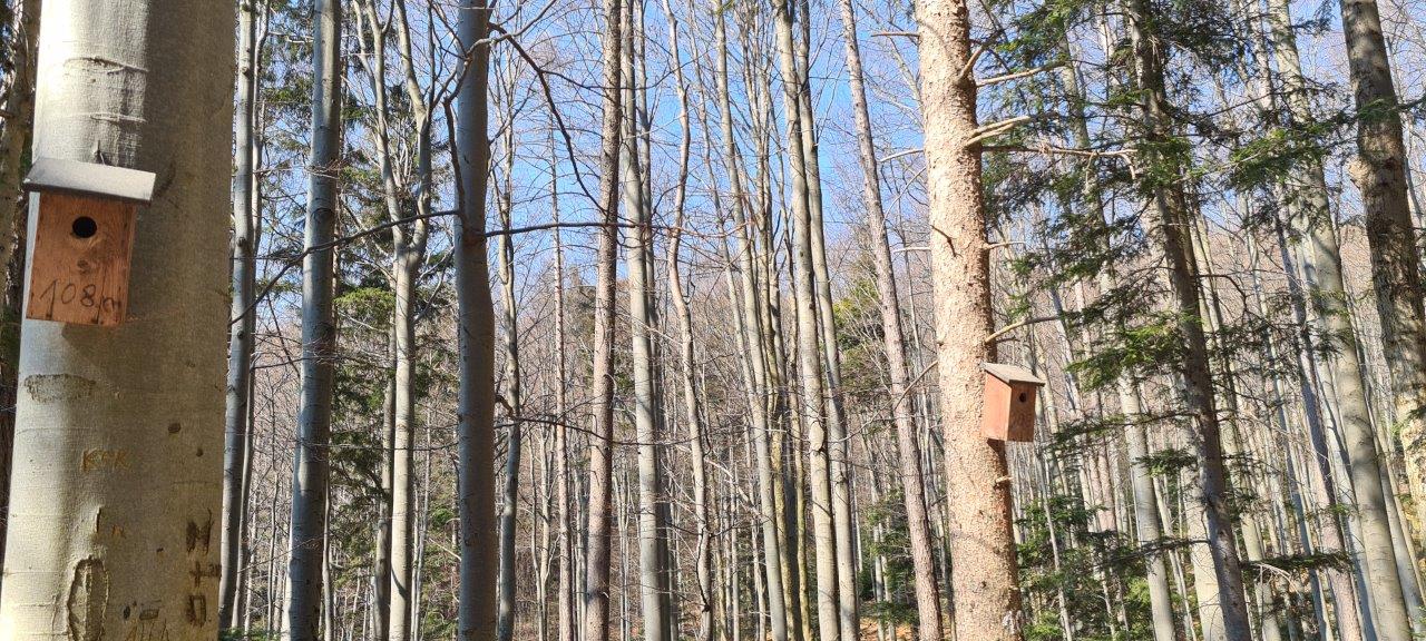 Schöpfl Hike in Vienna Woods