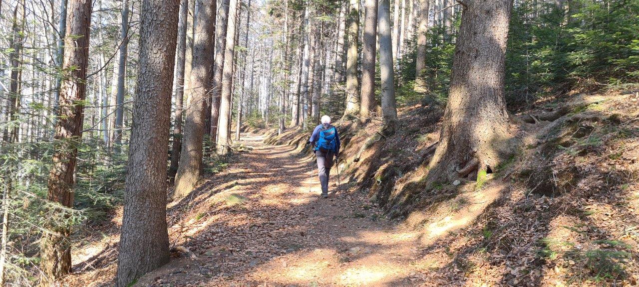 Schöpfl Hike in Vienna Woods