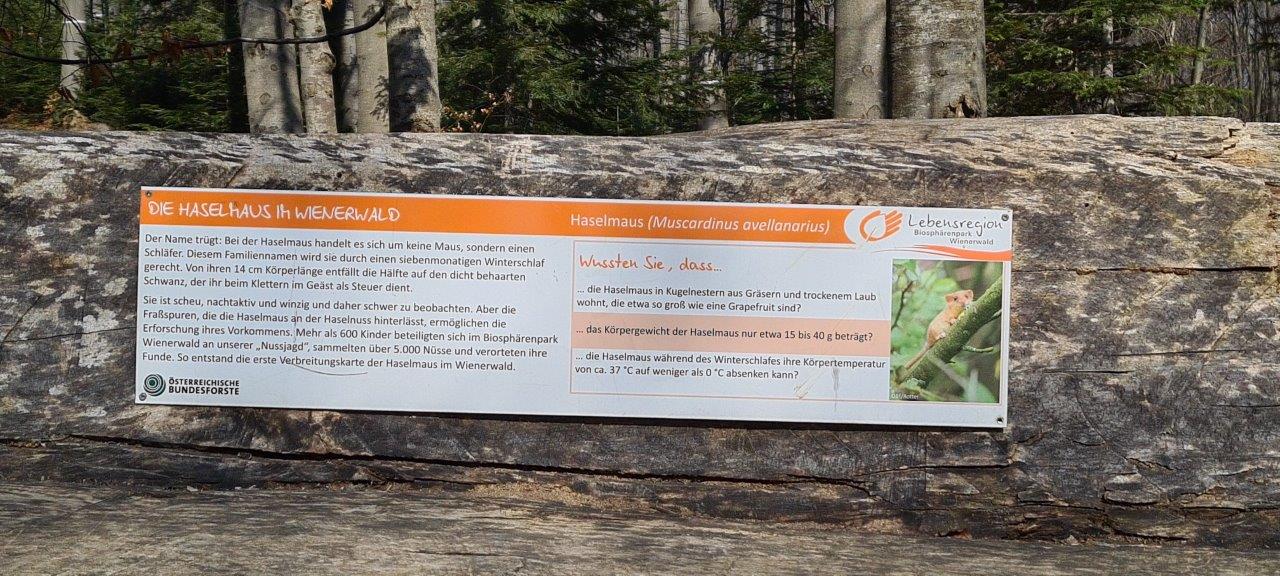 Schöpfl Hike in Vienna Woods