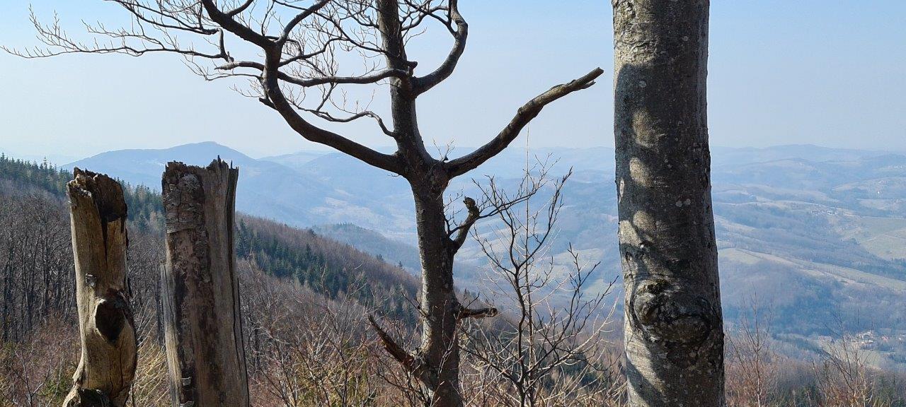 Schöpfl Hike in Vienna Woods