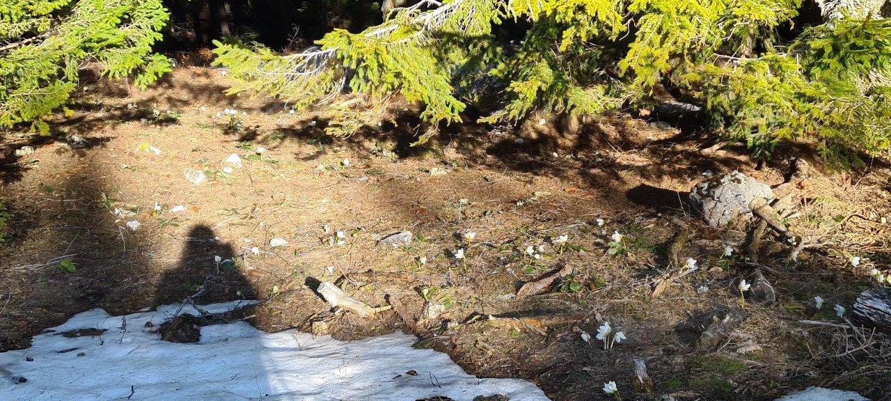 Karl Ludwig Haus Hike