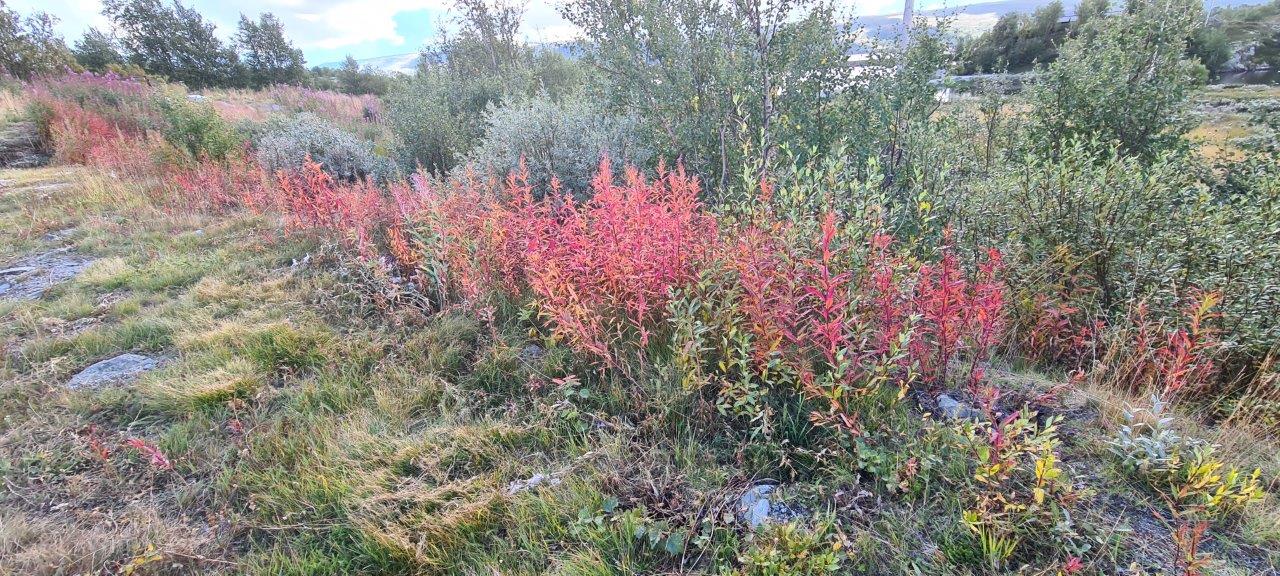 Hardangervidda Scenic Route