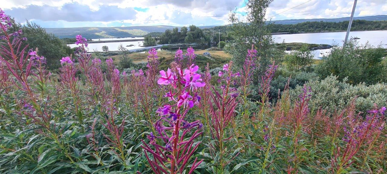 Hardangervidda Scenic Route
