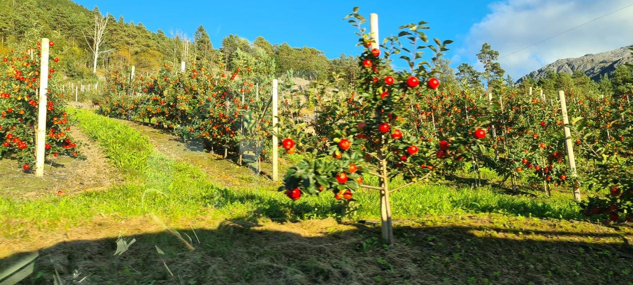 Hardanger Scenic Route