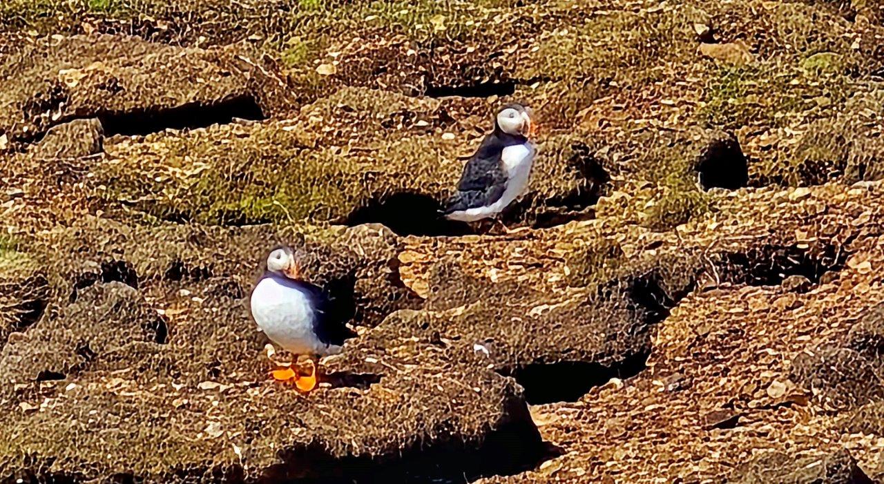 Elliston's Puffins