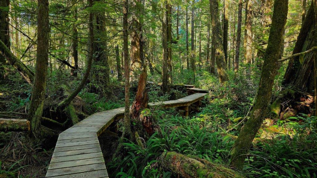 Rainforest Pacific