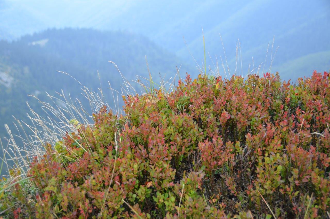 Mala Fatra National Park Hike to Velky Krivan