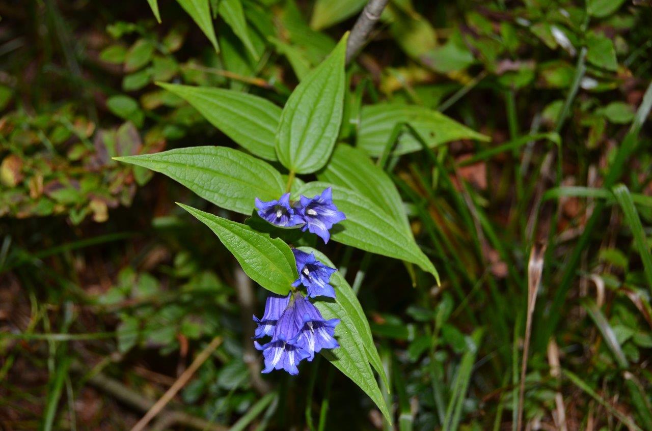 Mala Fatra National Park Hike to Velky Krivan