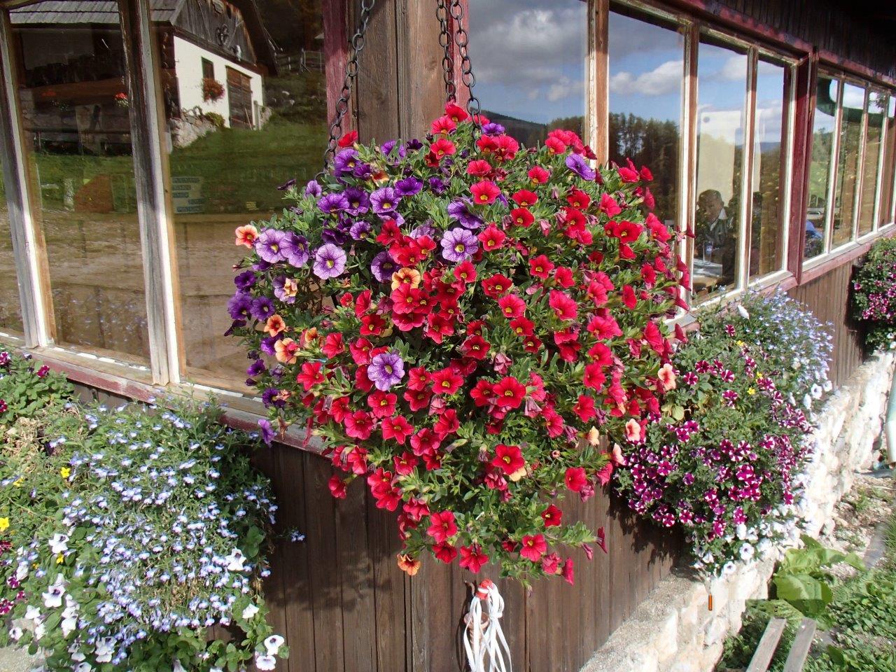 Falkensteinalm Mountain Biking