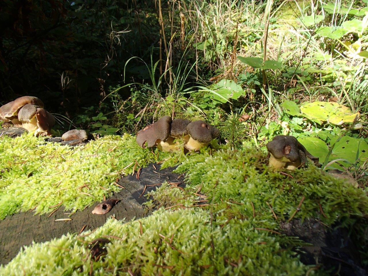 Falkensteinalm Mountain Biking