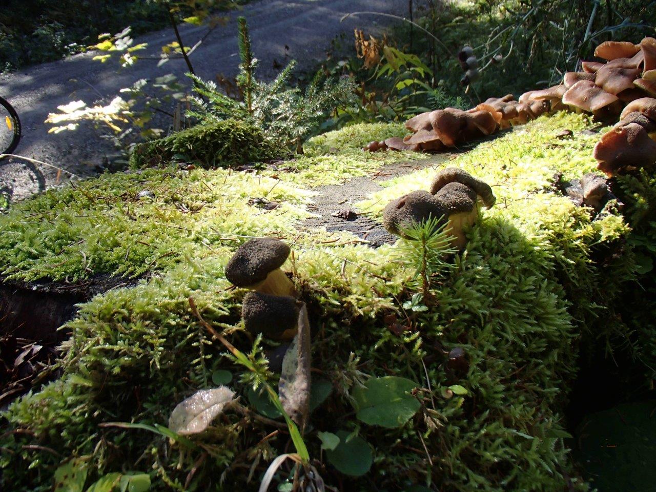 Falkensteinalm Mountain Biking