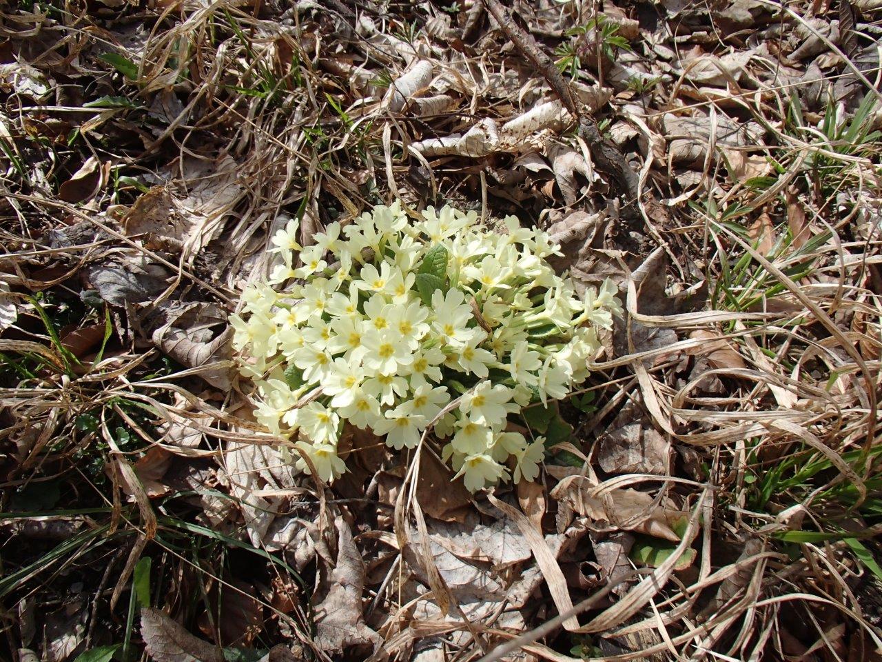 Helenental Lindkogel
