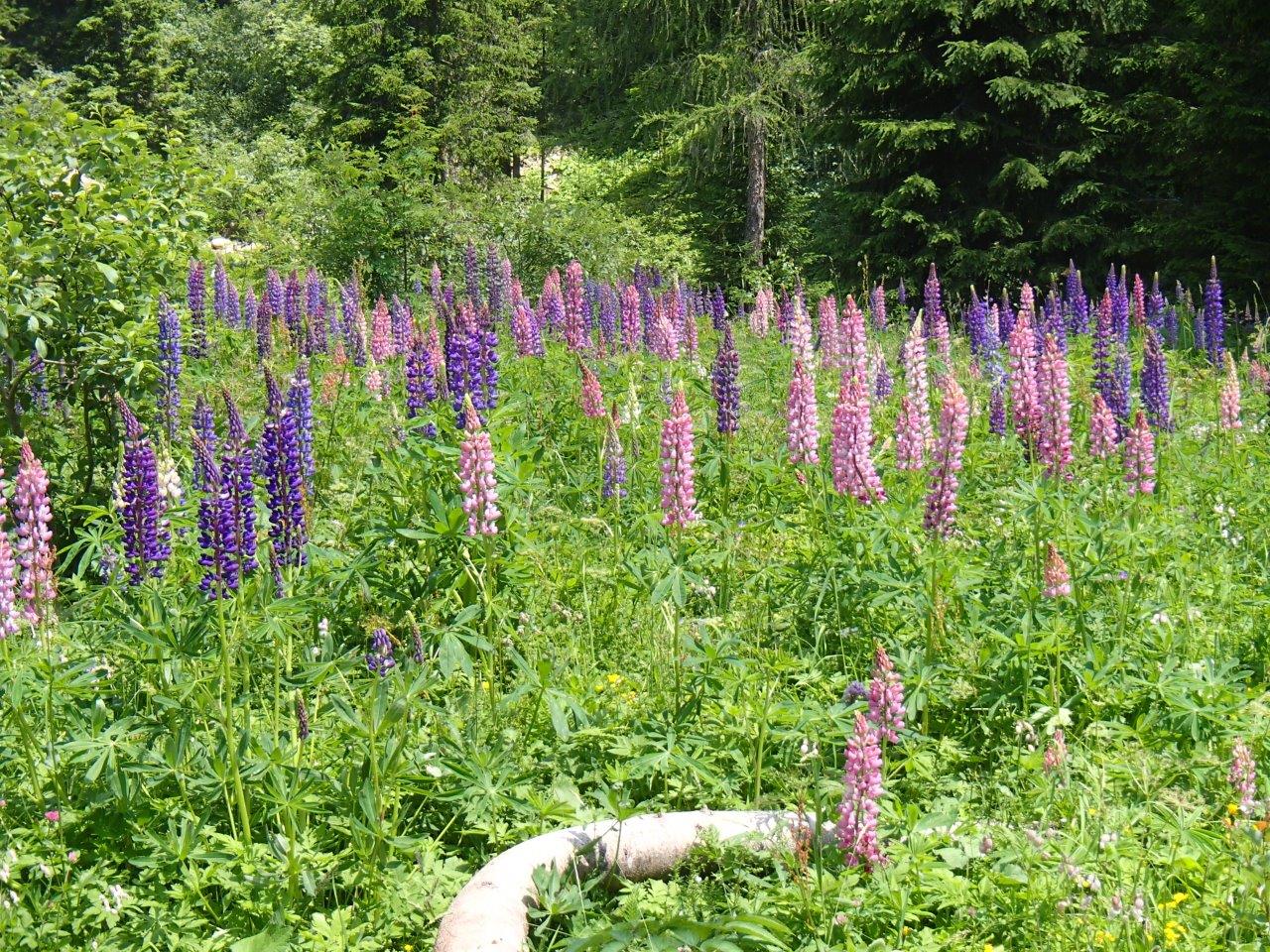 Hochkeil Mountain Biking
