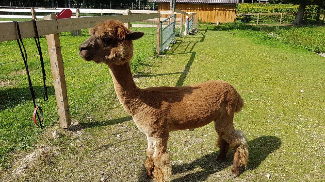 Hohe Wand Mountain Biking