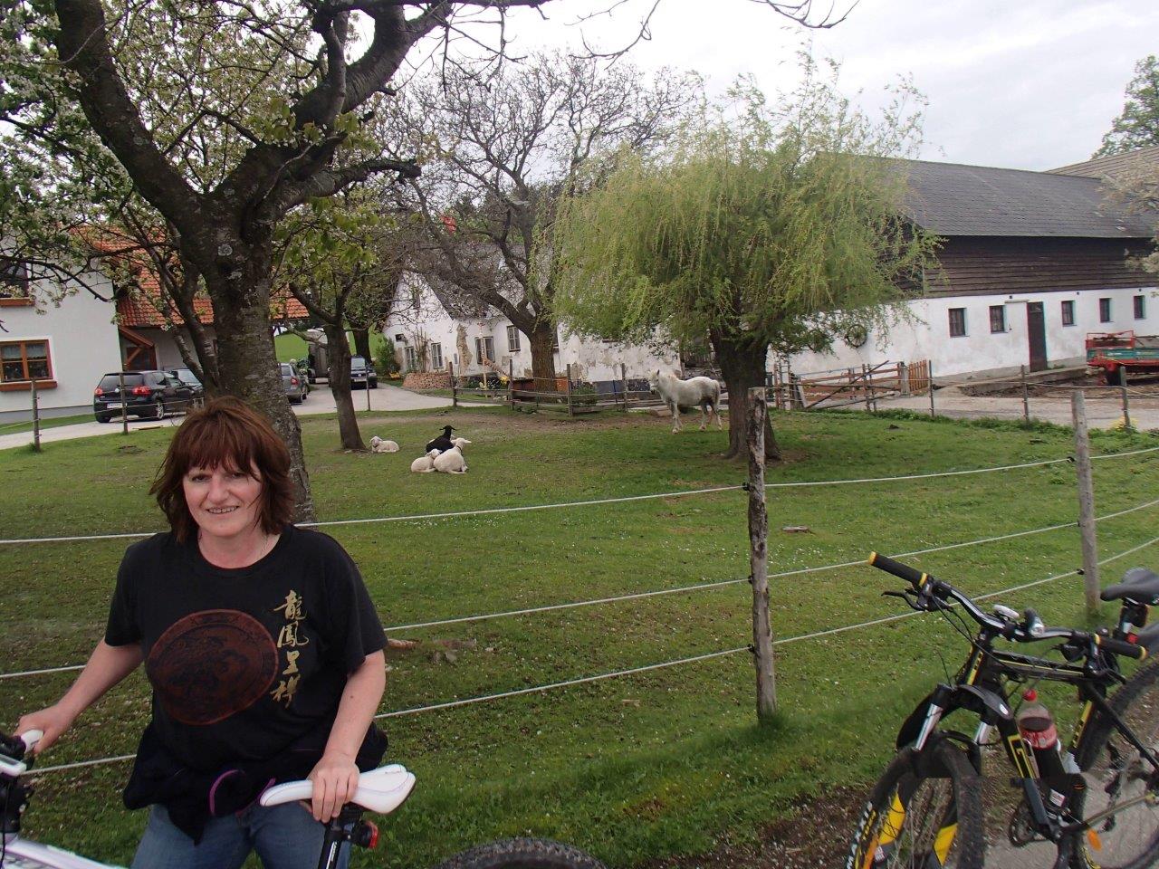 Hollenthon Mountain Biking