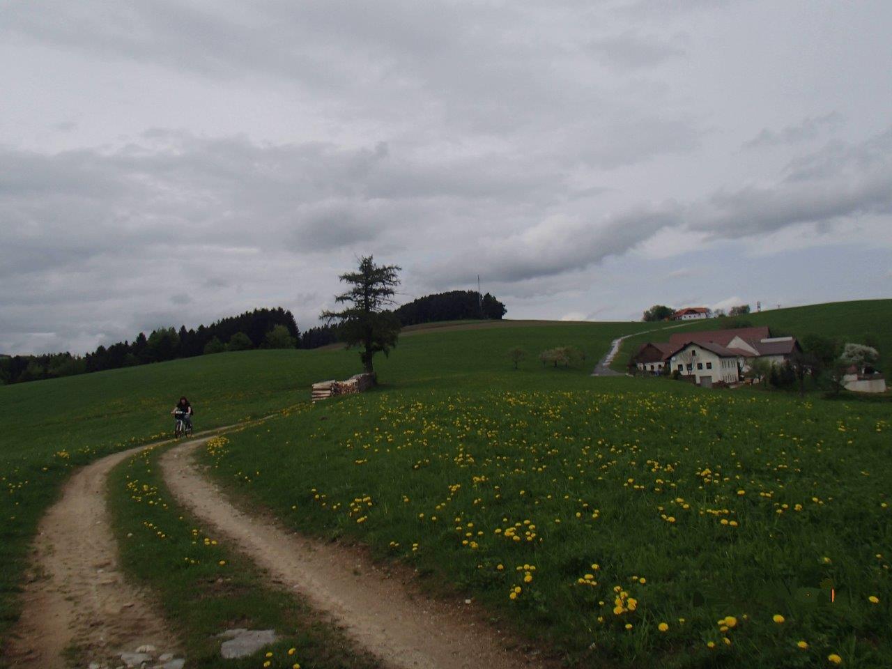 Hollenthon Mountain Biking