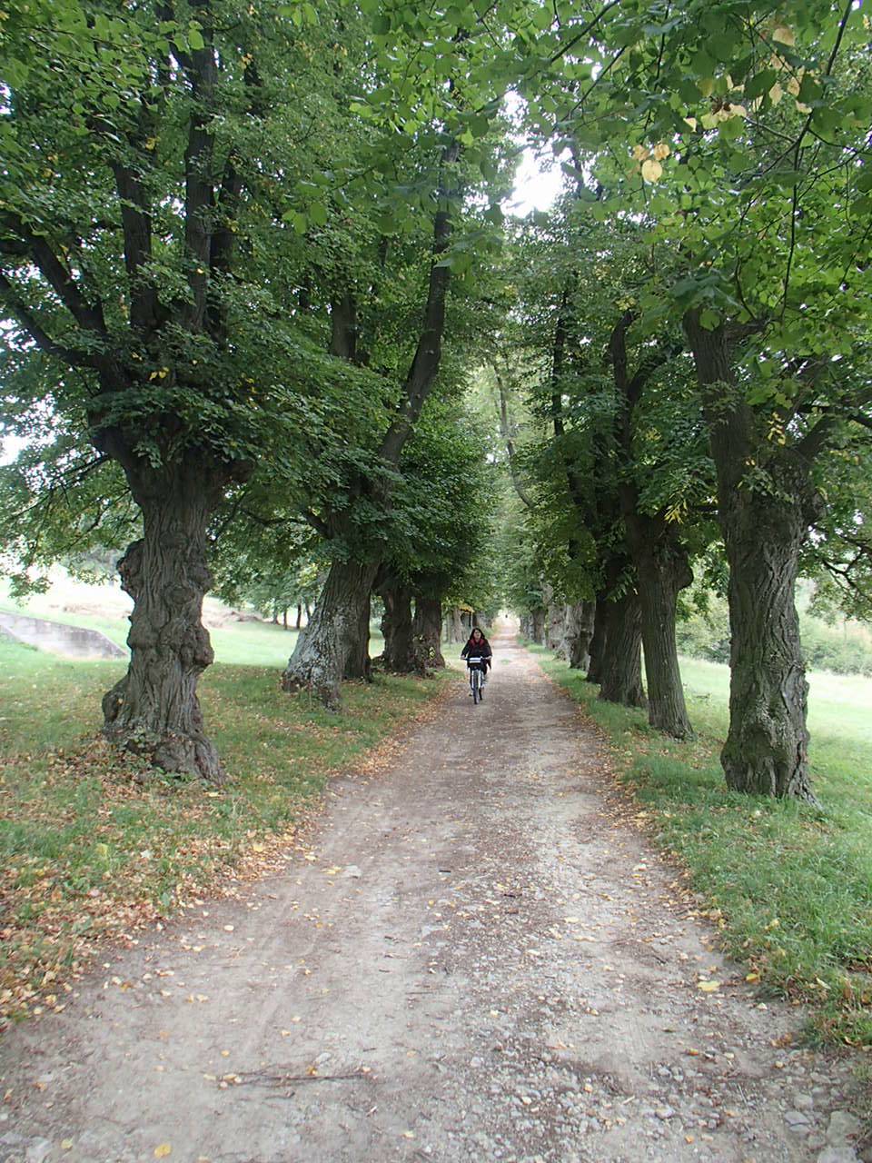 Hornstein Bäckerstreigstrecke Mountain Biking