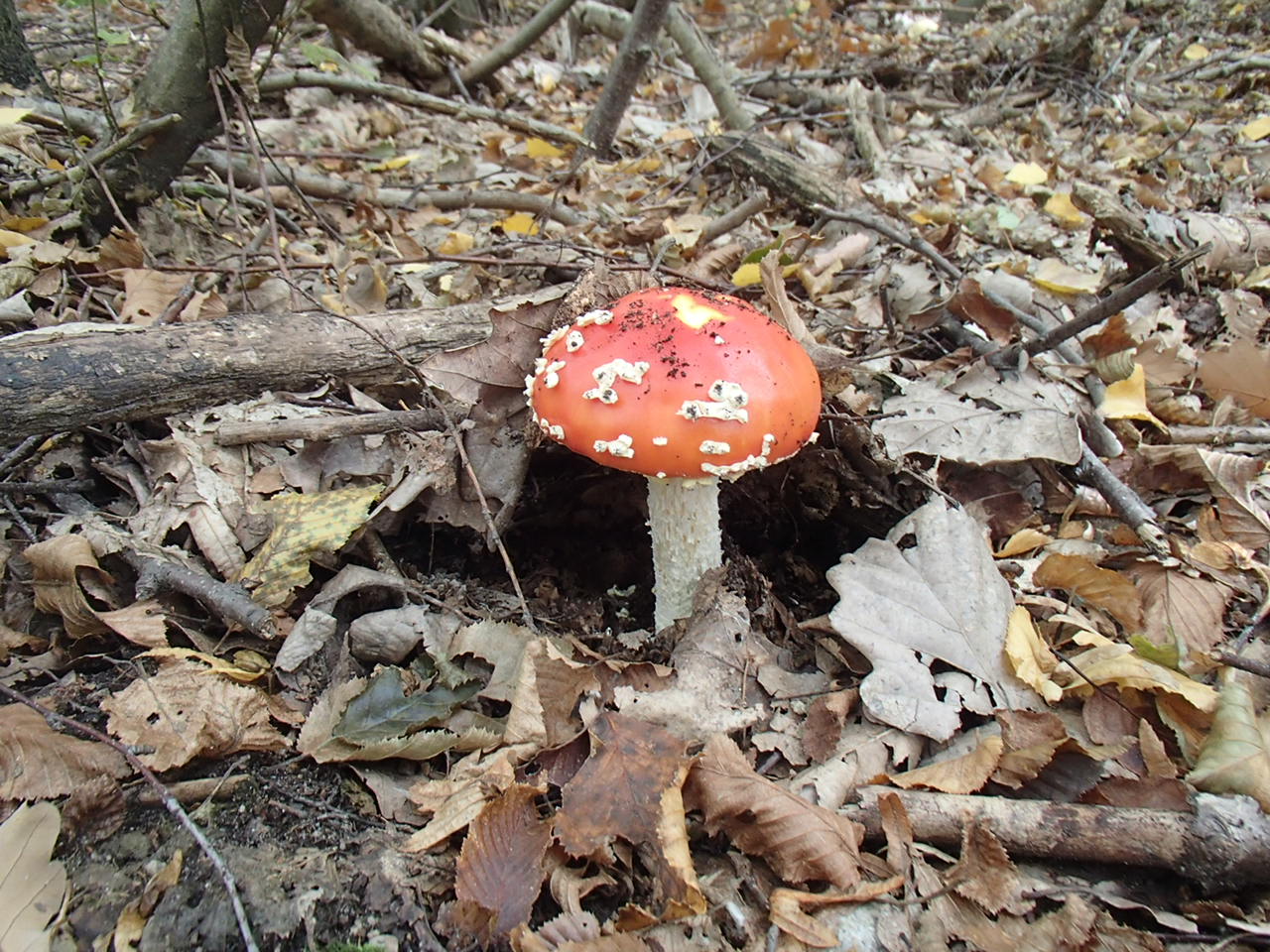 Hornstein Bäckerstreigstrecke Mountain Biking