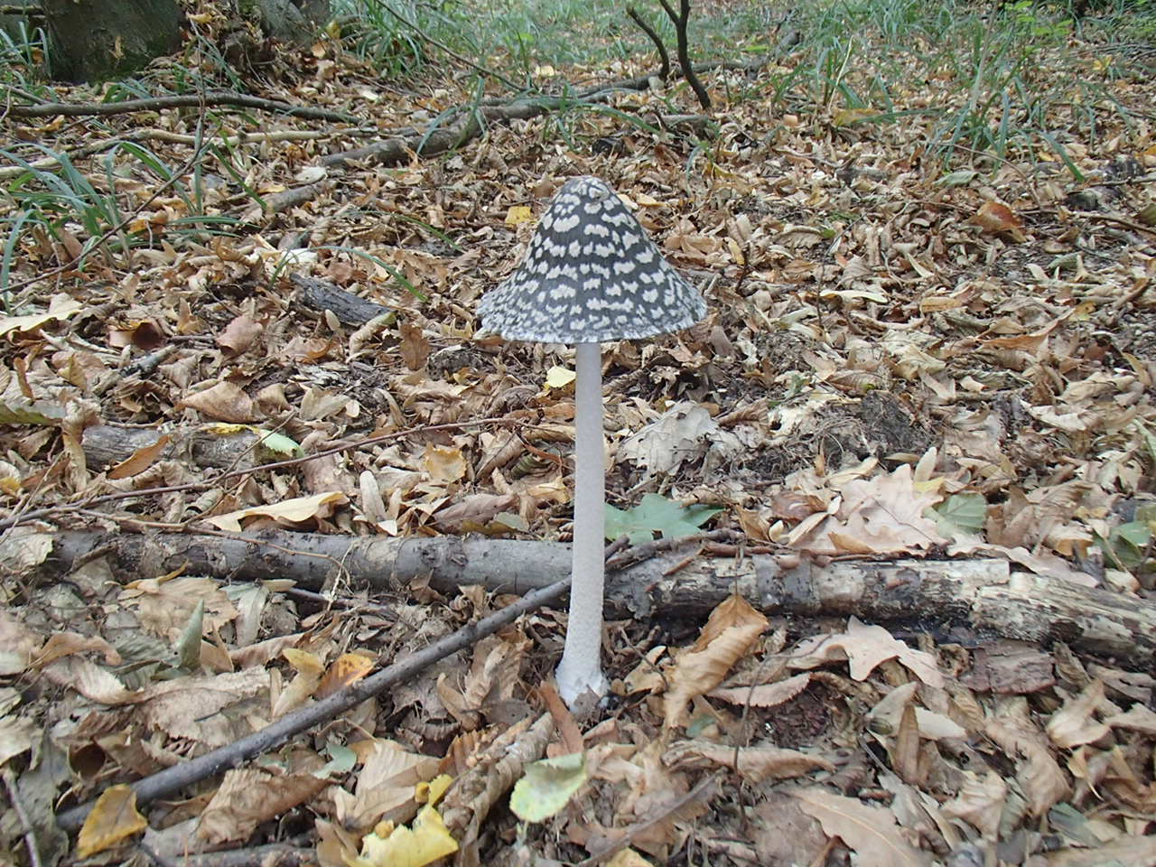 Hornstein Bäckerstreigstrecke Mountain Biking