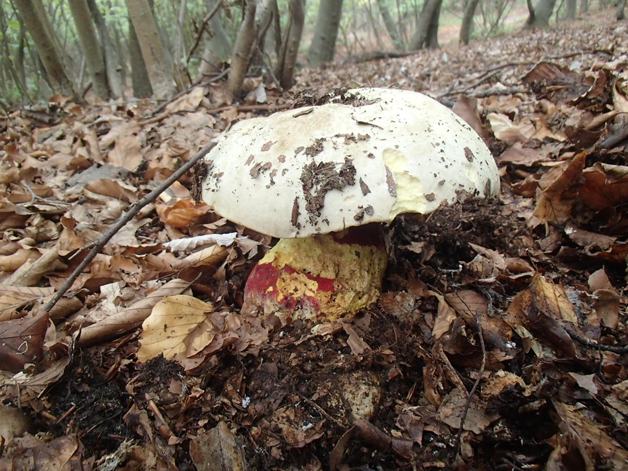 Hornstein Bäckerstreigstrecke Mountain Biking
