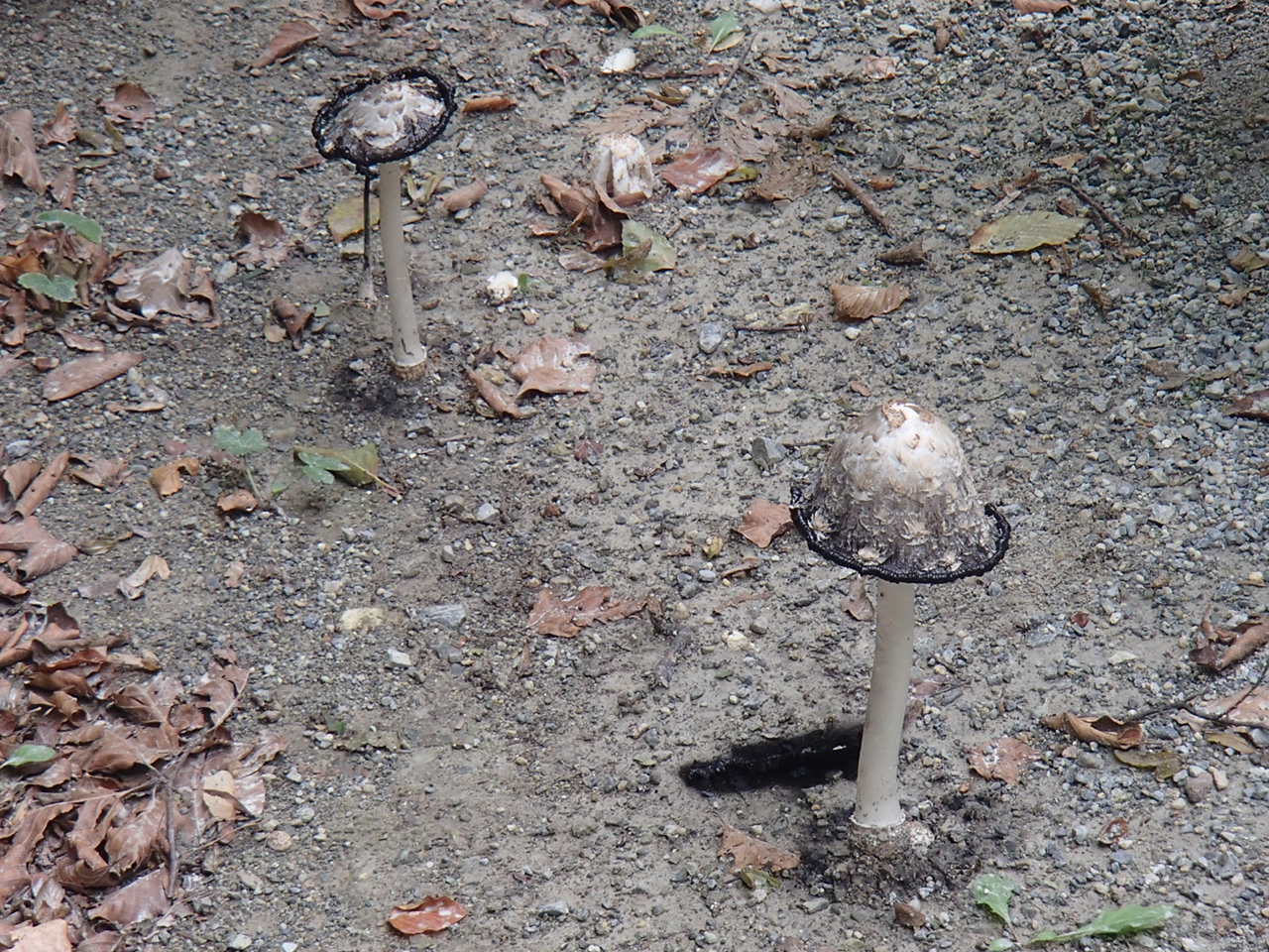 Hornstein Bäckerstreigstrecke Mountain Biking