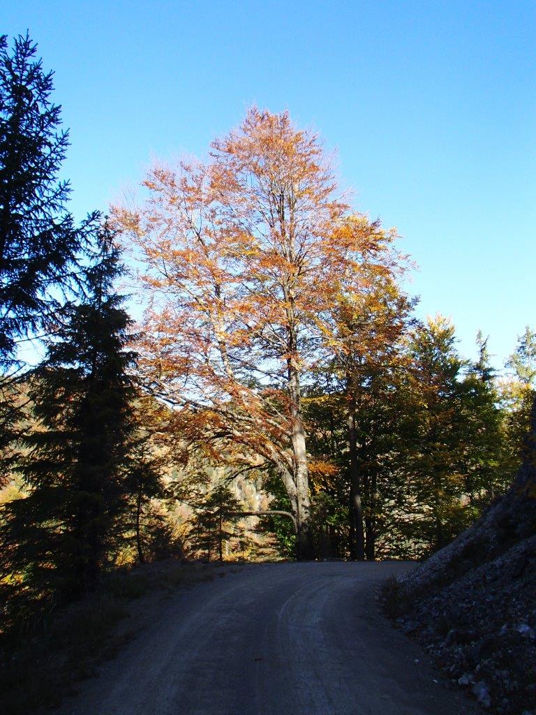 Kalkalpen National Park Mountain Biking