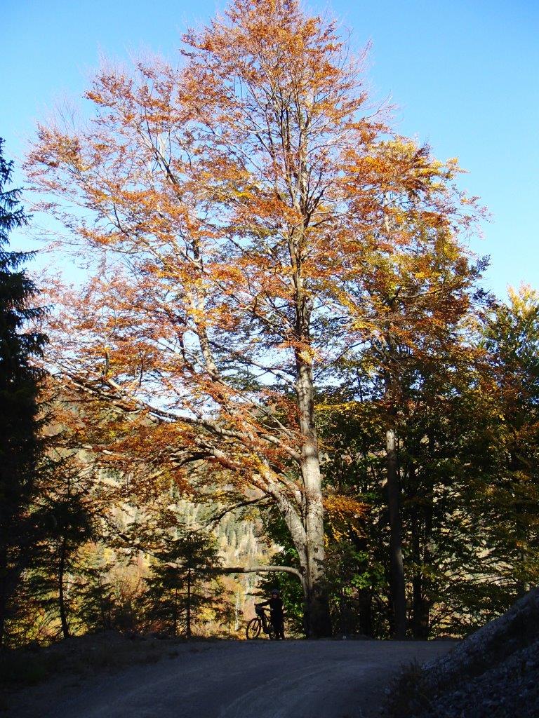Kalkalpen National Park Mountain Biking