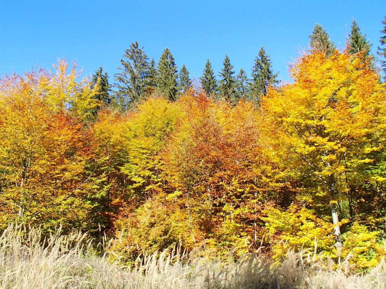Kalkalpen National Park Mountain Biking
