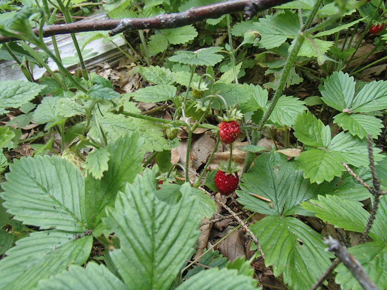 Skalka Mountain Biking in Kremnicke Vrchy