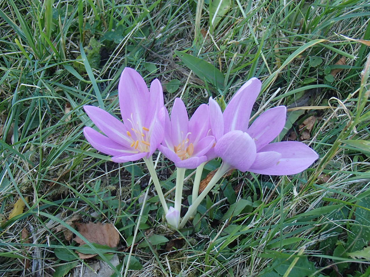 Pernitz Panoramarunde Mountain Biking