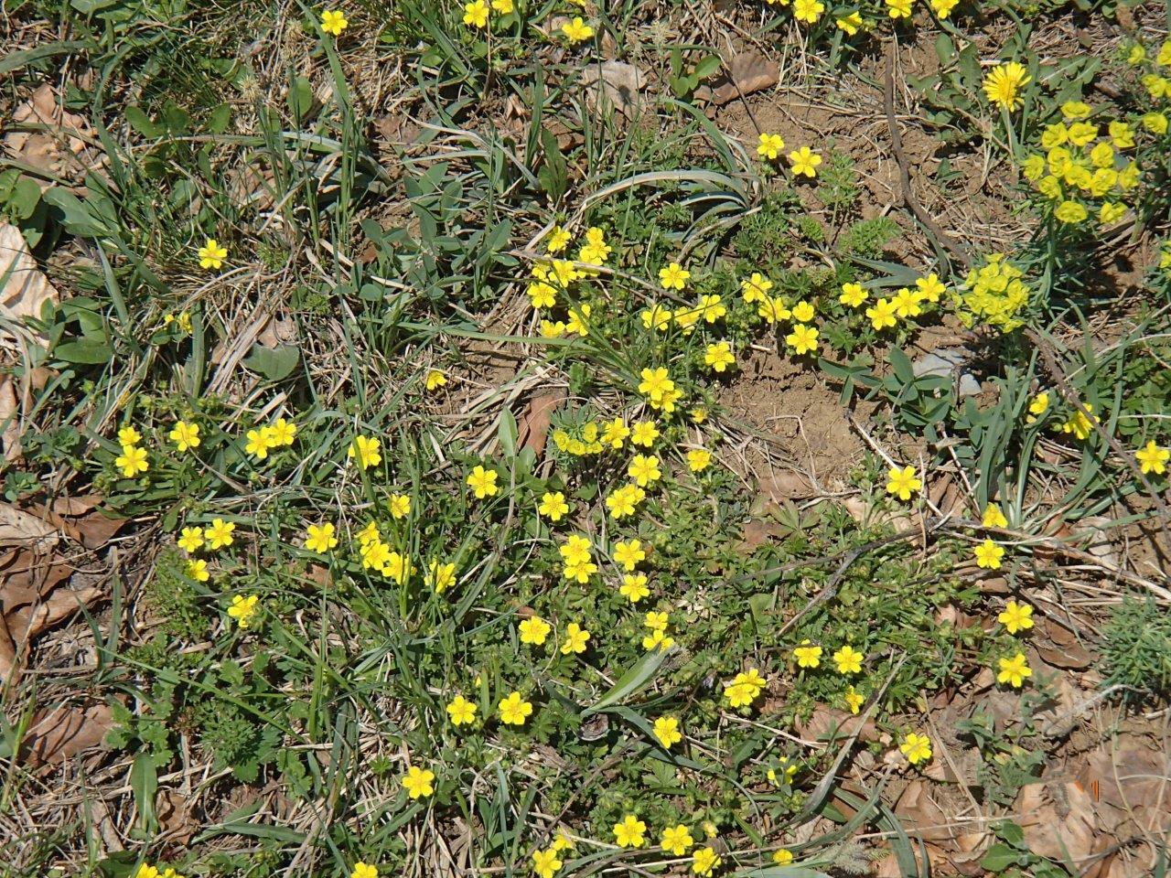 Rabenstein Kaiserkogel Mountain Biking in Gutenstein Alps