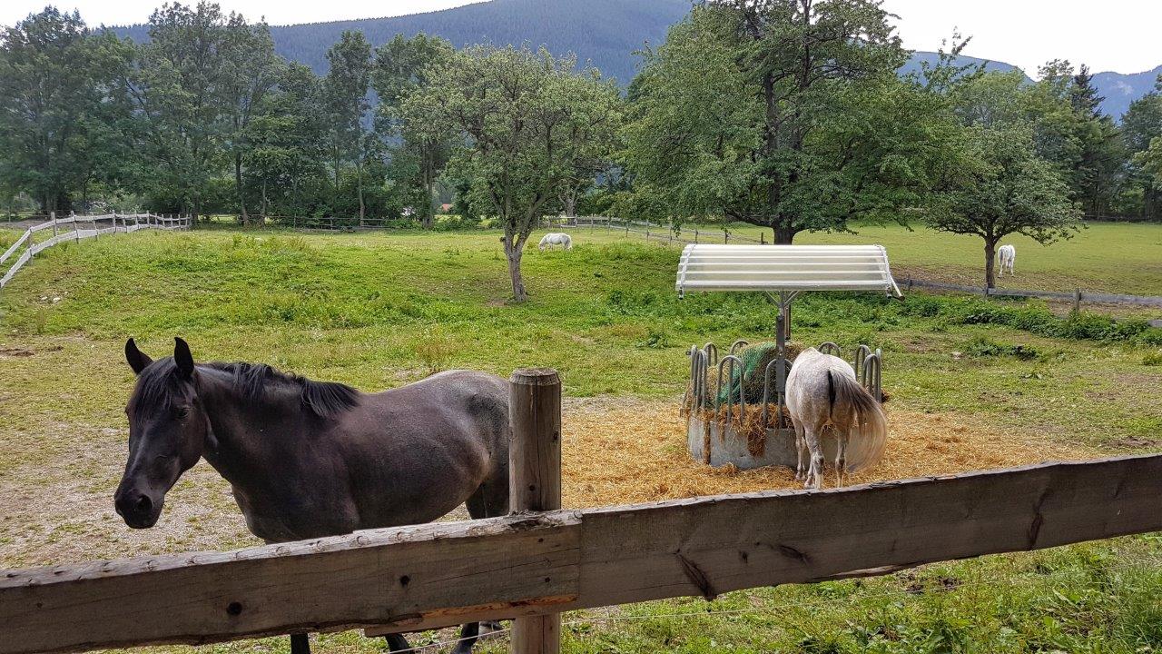 Schneeberg Mountain Biking
