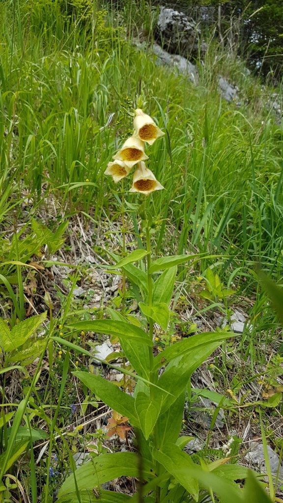 Schneeberg Mountain Biking