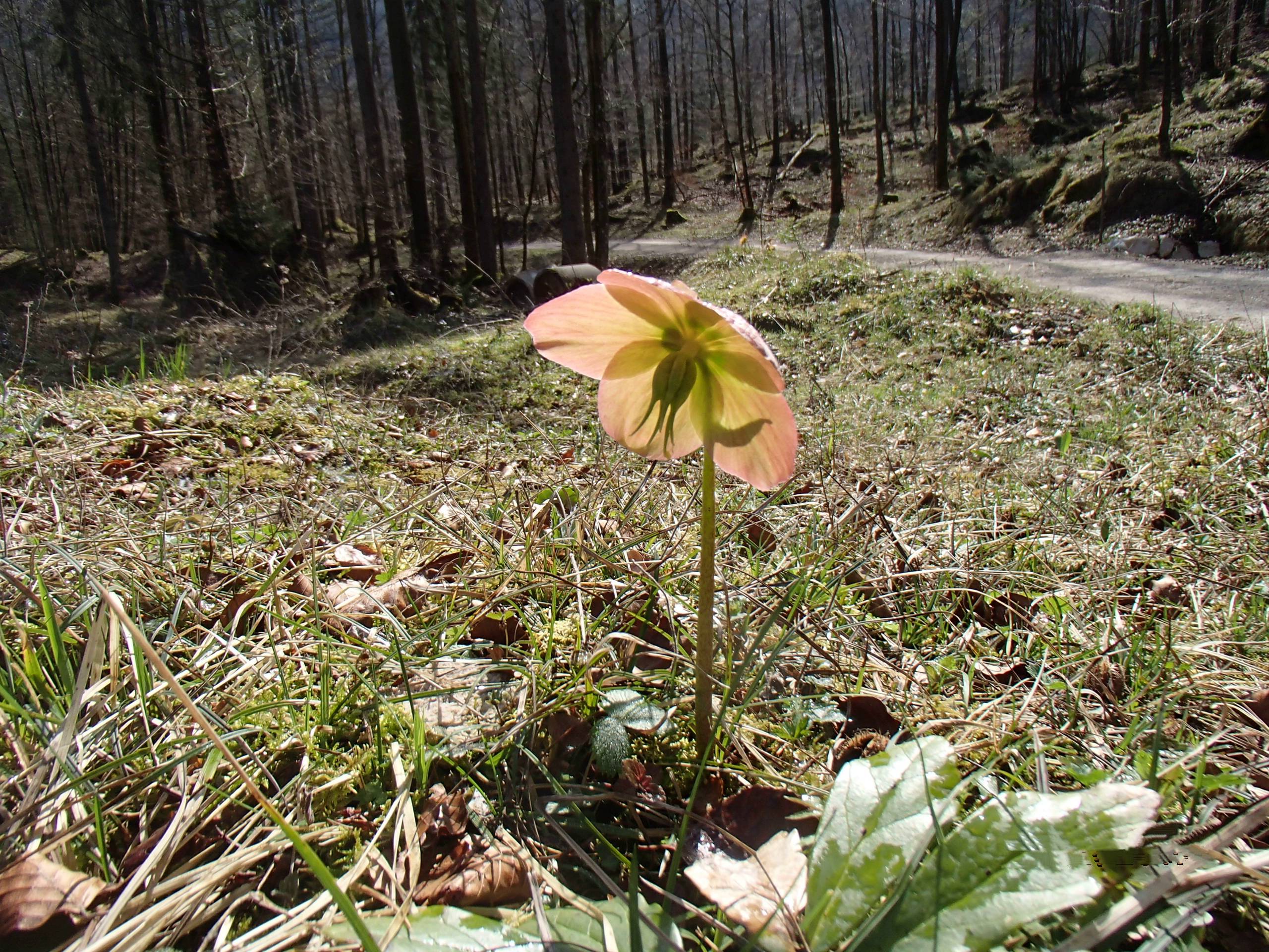 Schwarzensee Mountain Biking