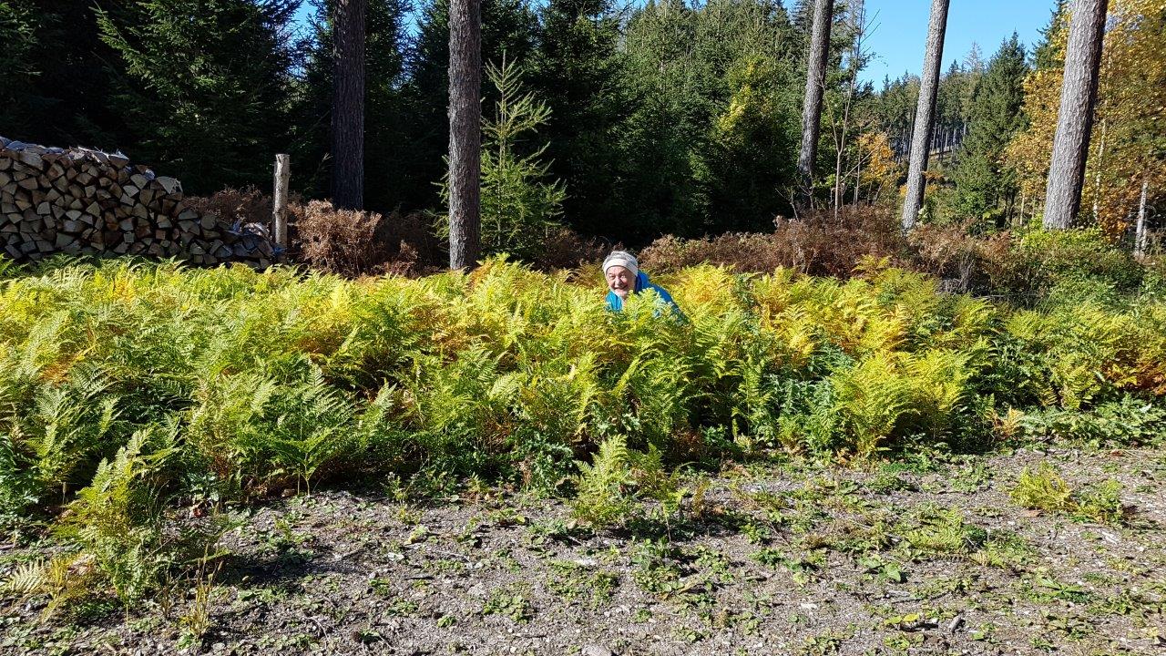 Ötscher-Tormäuer Nature Park Steingrabenkreuz Mountain Biking