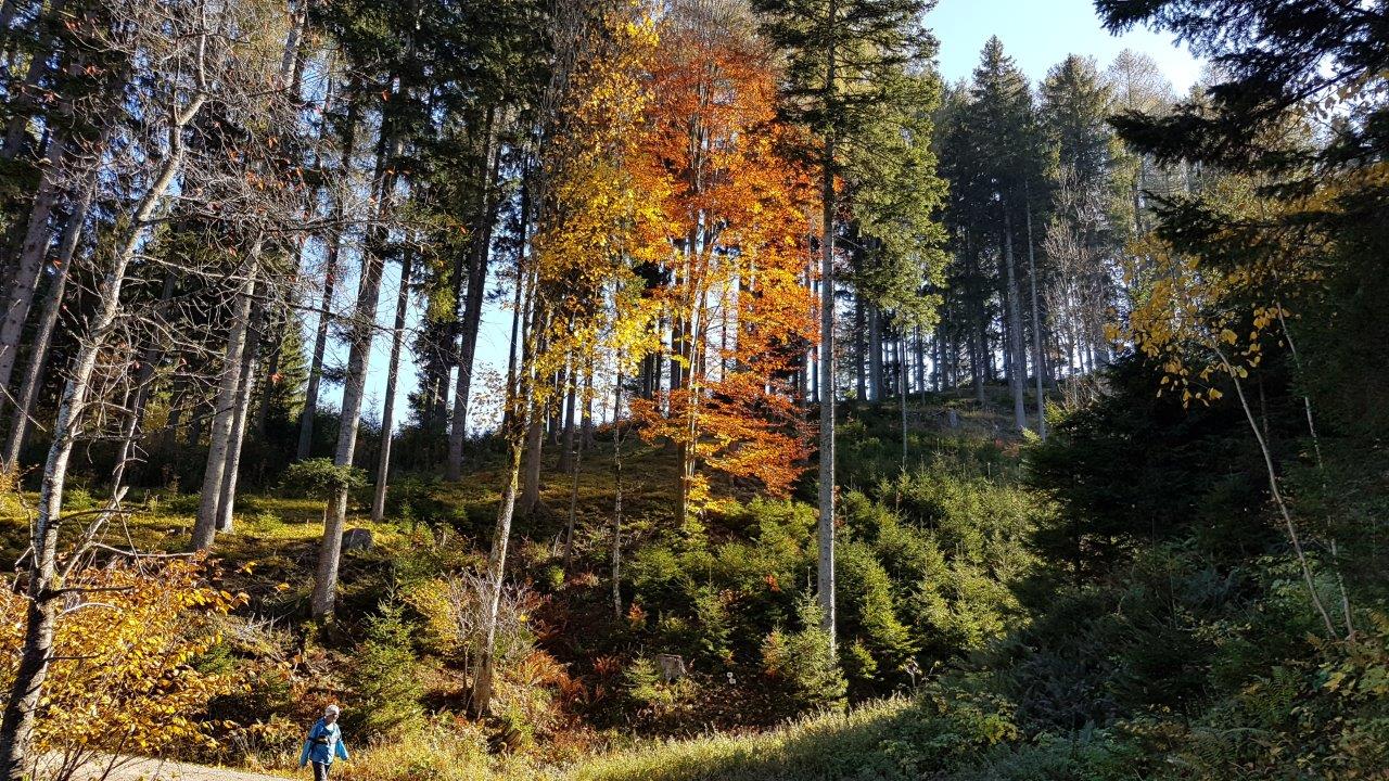 Ötscher-Tormäuer Nature Park Steingrabenkreuz Mountain Biking