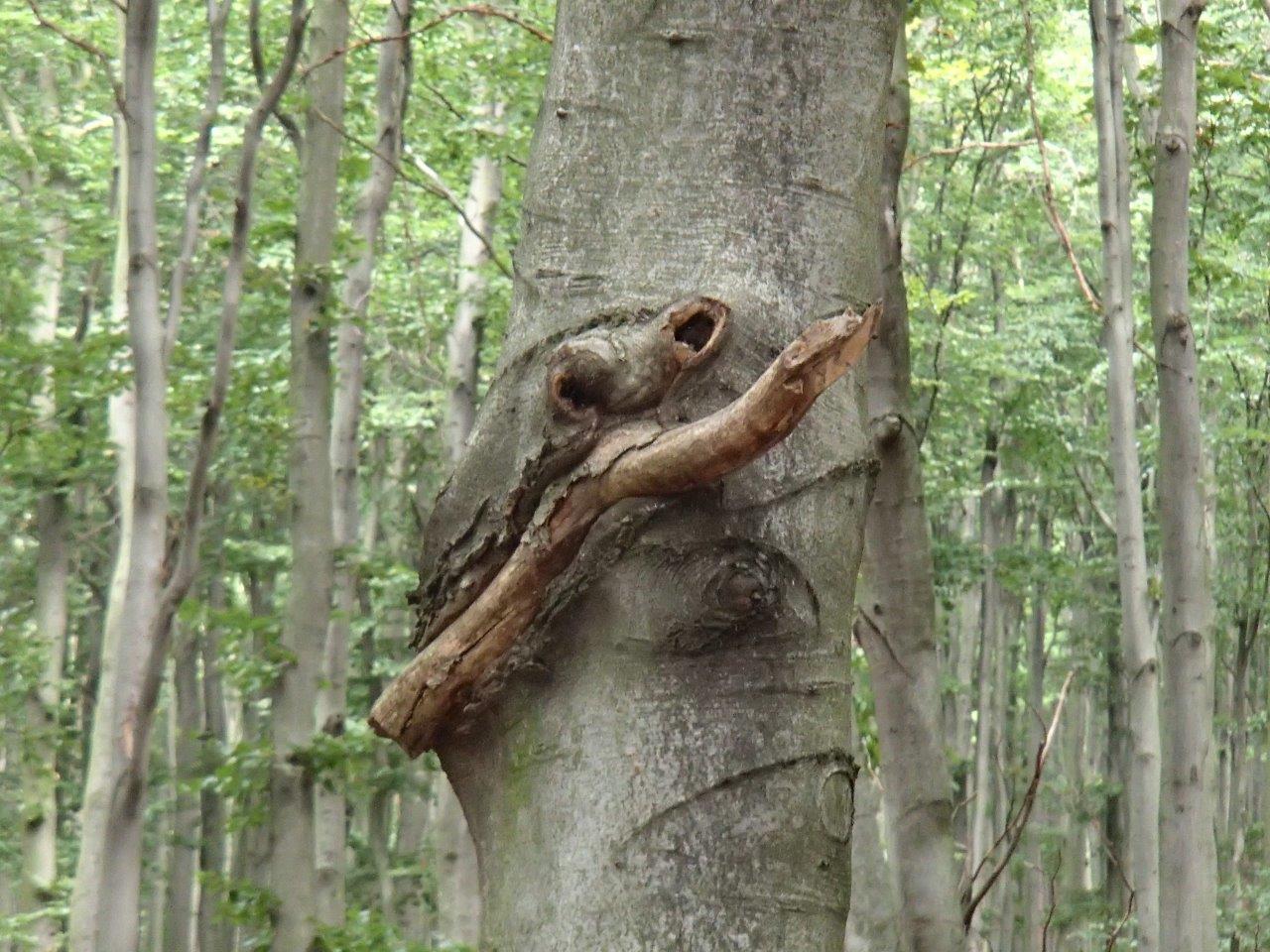 Vysoka Peak Hike in the Little Carpathians
